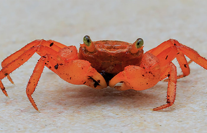 Crab on beach.