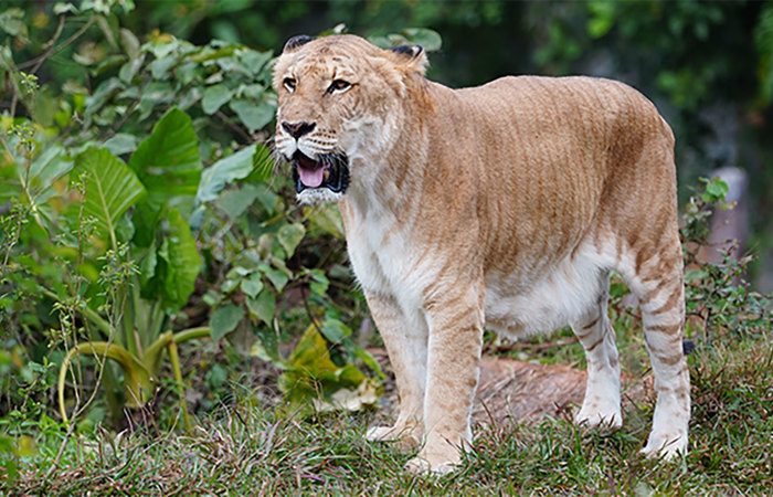 Liger hybrid offspring.