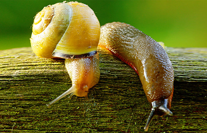 Slug and snail.