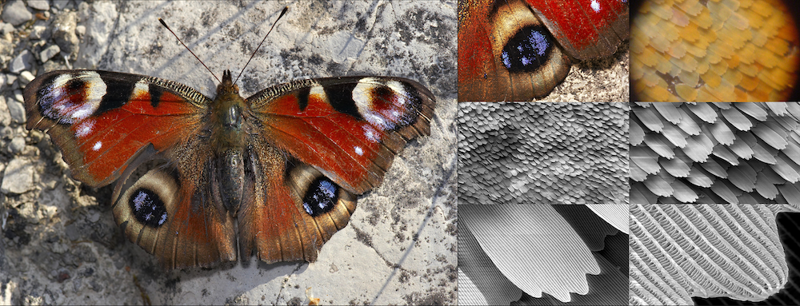 Butterfly wing imaged at increasing magnifications.