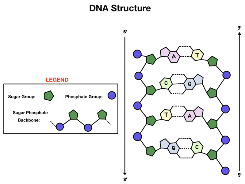 DNA structure